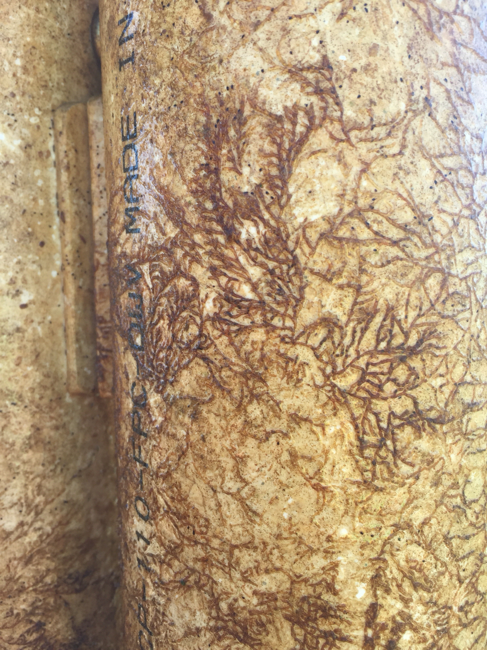 Plumatella repens (Linnaeus, 1758)