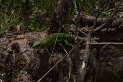 Lacerta trilineata