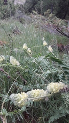 Astragalus alopecurus