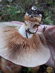 Phlegmacium balteatocumatile