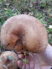 Phlegmacium balteatocumatile