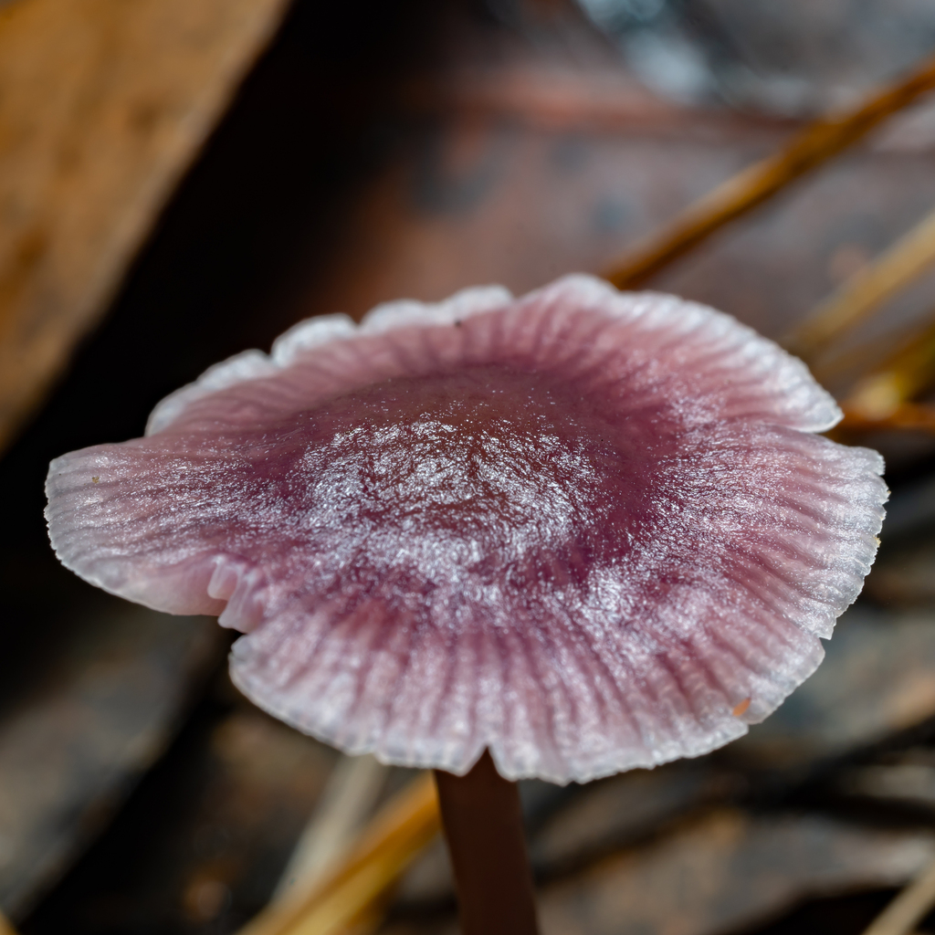 Mycena vinacea · May 2025 · photo: © daniel_stephan (iNaturalist, cc-by)