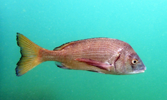 Acanthopagrus schlegelii