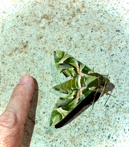 Oleander Hawkmoth