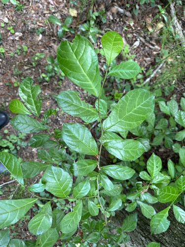 East Asian orixa (Orixa japonica)