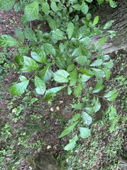 Orixa japonica, photograph (c) Yoshihiro Tokue, some rights reserved (CC BY)