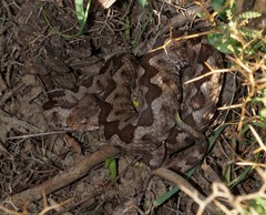 Vipera ammodytes