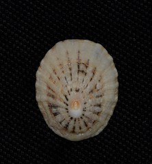 Scutellastra peronii