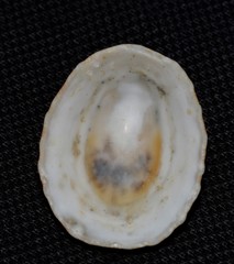 Scutellastra peronii