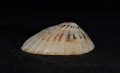 Scutellastra peronii