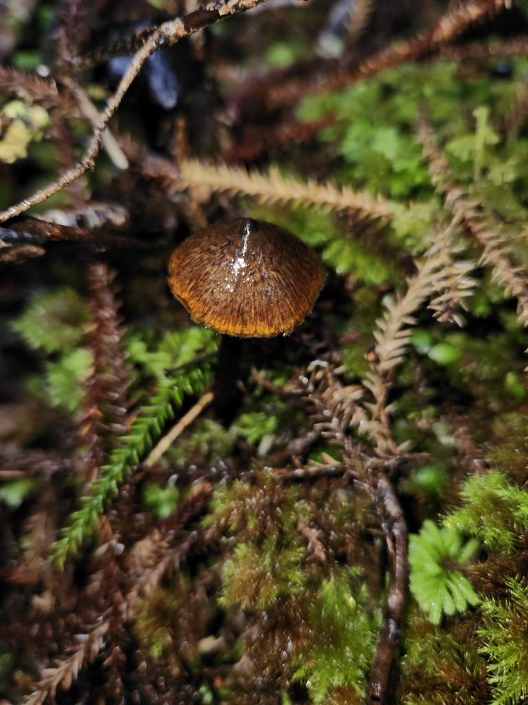 Hygrocybe astatogala · May 2025 · photo: © archie_tarn (iNaturalist, cc-by)