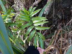 Asplenium oblongifolium