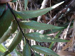 Asplenium oblongifolium