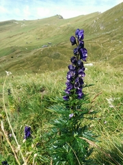 Aconitum tauricum