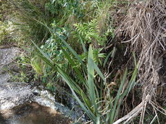 Asplenium oblongifolium