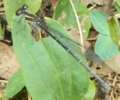 Argia tibialis