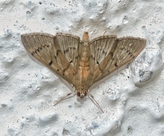Phostria