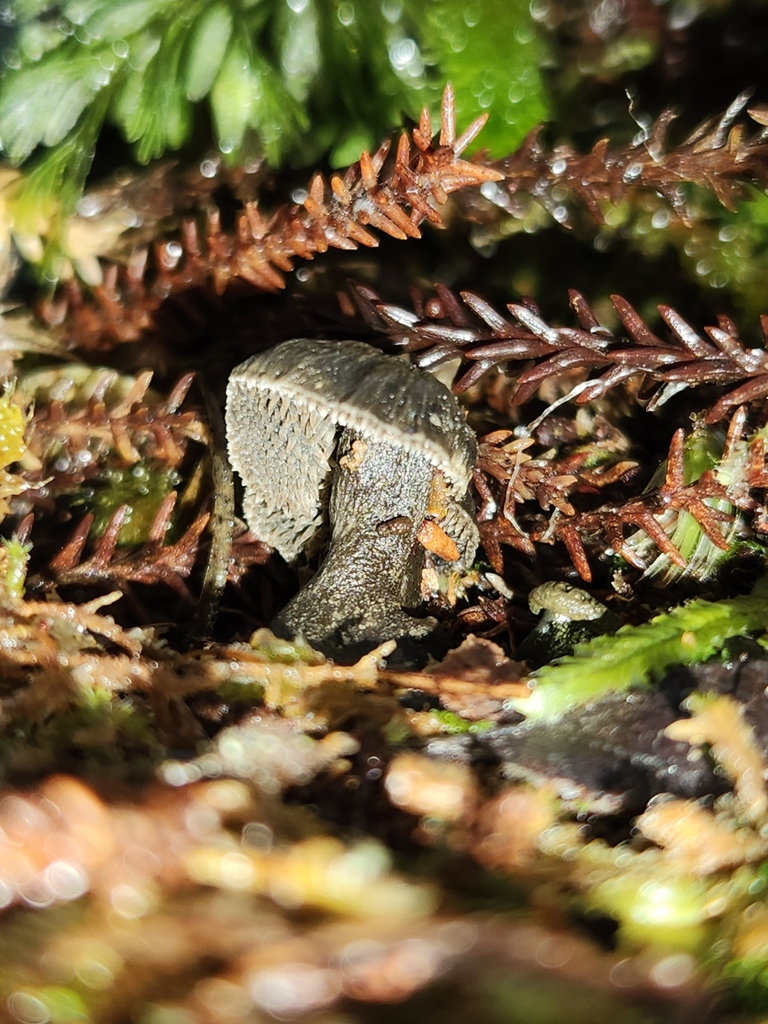 Neosarcodon carbonarius · May 2025 · photo: © archie_tarn (iNaturalist, cc-by)