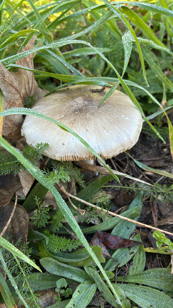 Volvopluteus gloiocephalus · May 2025 · photo: © jennysaito (iNaturalist, cc-by)