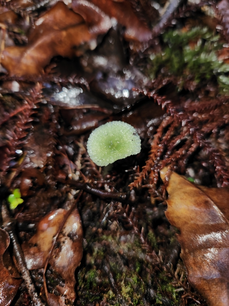Gliophorus graminicolor · May 2025 · photo: © archie_tarn (iNaturalist, cc-by)