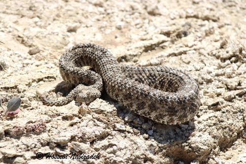 Spider-tailed Horned Viper