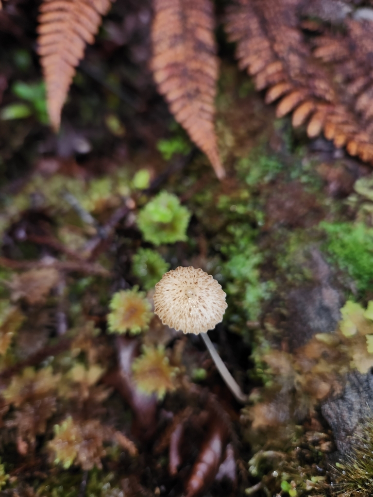 Pseudohydropus parafunebris · May 2025 · photo: © archie_tarn (iNaturalist, cc-by)