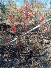 Aloe grandidentata