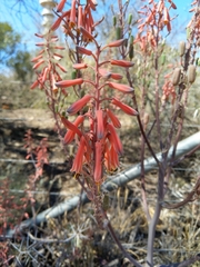 Aloe grandidentata