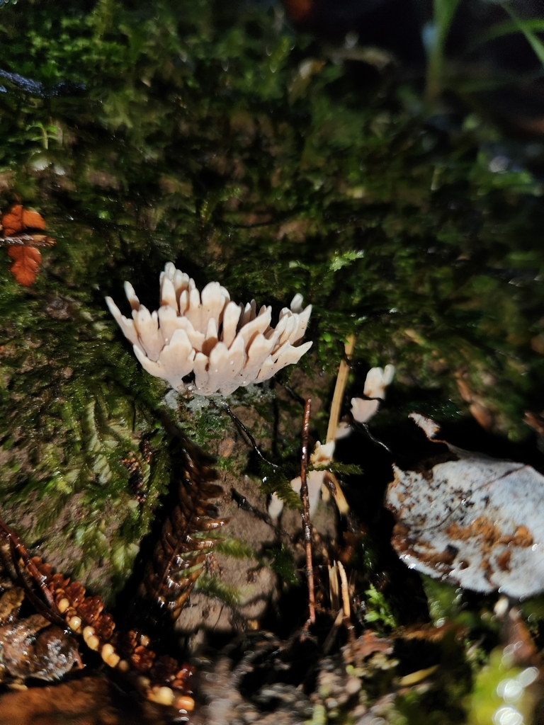 Stereopsis hiscens · May 2025 · photo: © archie_tarn (iNaturalist, cc-by)