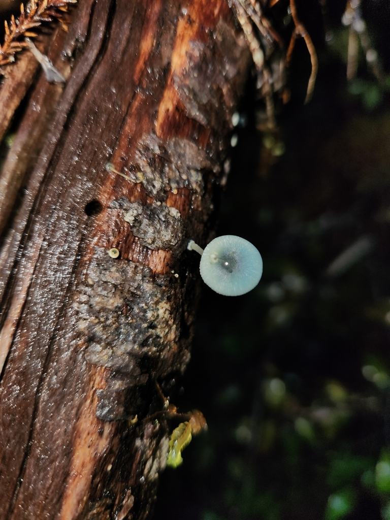 Mycena interrupta · May 2025 · photo: © archie_tarn (iNaturalist, cc-by)