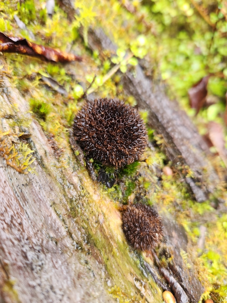 Lycoperdon compactum · May 2025 · photo: © archie_tarn (iNaturalist, cc-by)