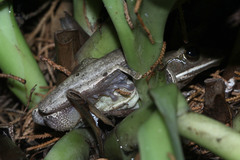 Polypedates leucomystax