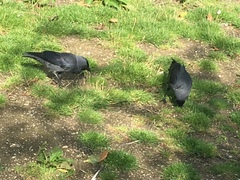 Corvus monedula