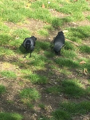 Corvus monedula