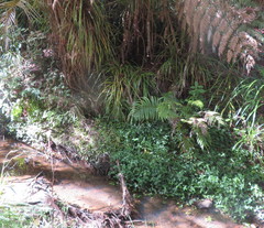 Blechnum novae-zelandiae