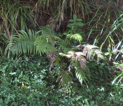 Blechnum novae-zelandiae