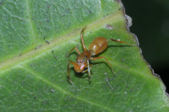 Myrmarachne clavigera