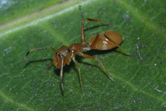 Myrmarachne clavigera