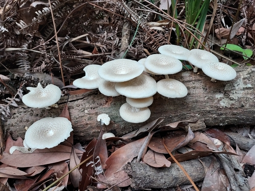 Lentinus squarrosulus