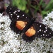 Mariposa Parche Rosita Norteña - Photo (c) Jonathan Ortiz Torres, algunos derechos reservados (CC BY-NC), subido por Jonathan Ortiz Torres