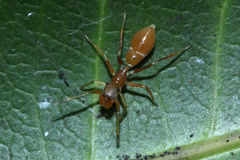 Myrmarachne clavigera