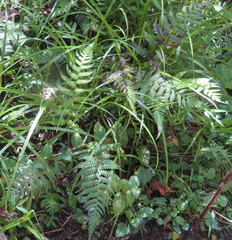 Deparia