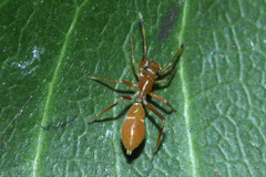 Myrmarachne clavigera