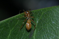 Myrmarachne clavigera