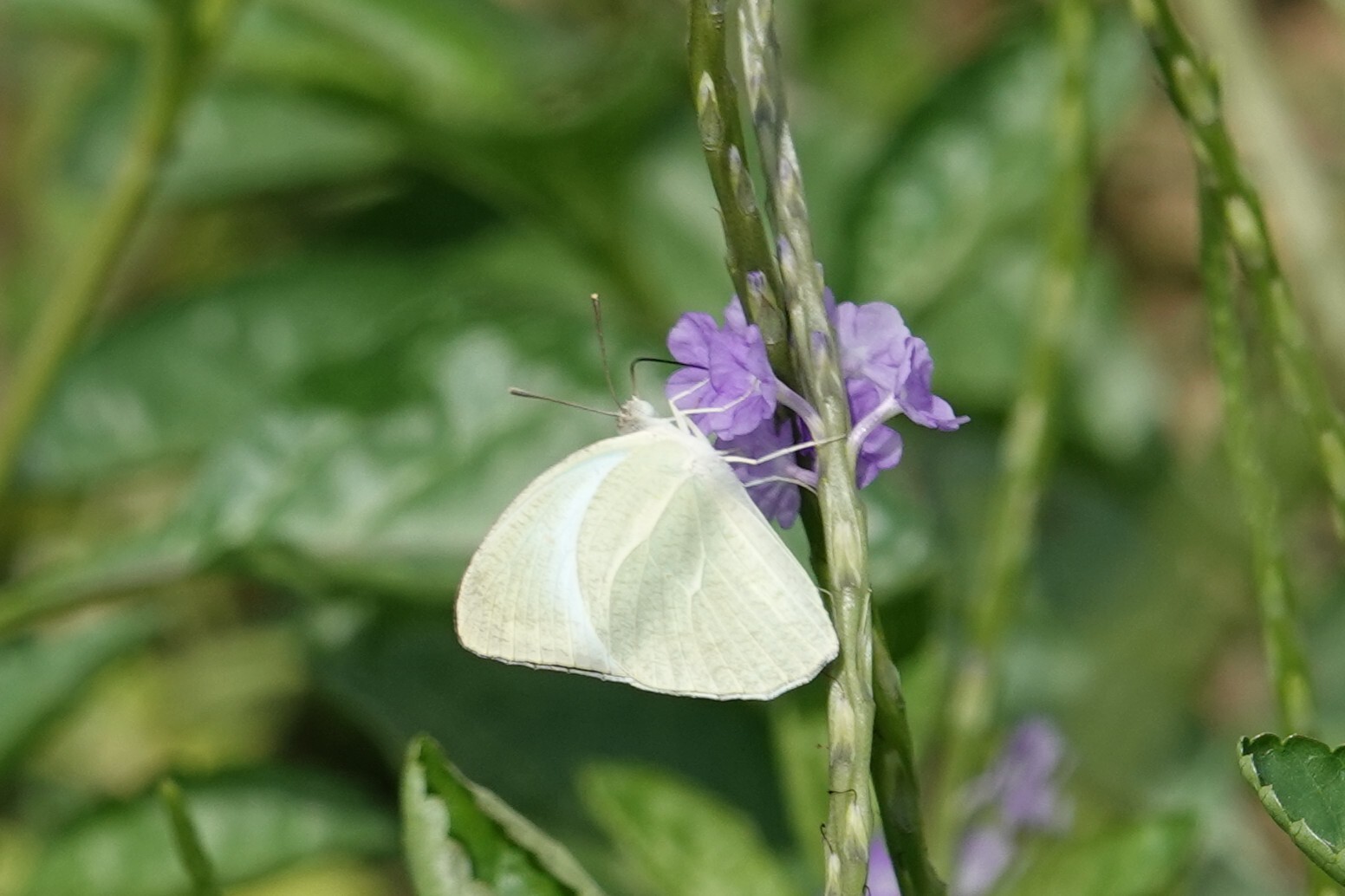 Mottled Emigrant