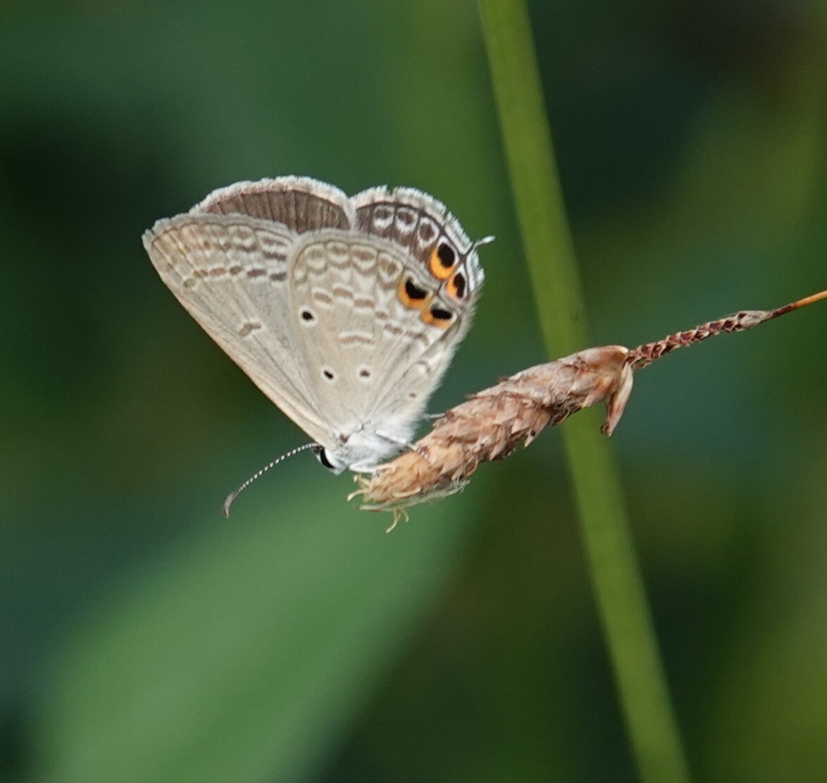 Gram Blue
