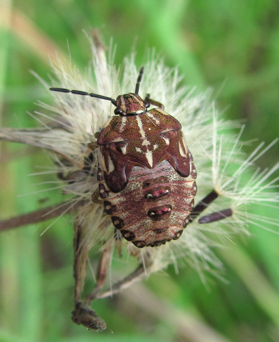 Rausvasparnė skydblakė nuotrauka