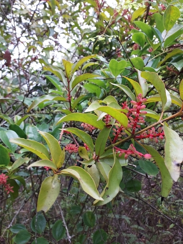 Helixanthera parasitica observed 2025-05-25