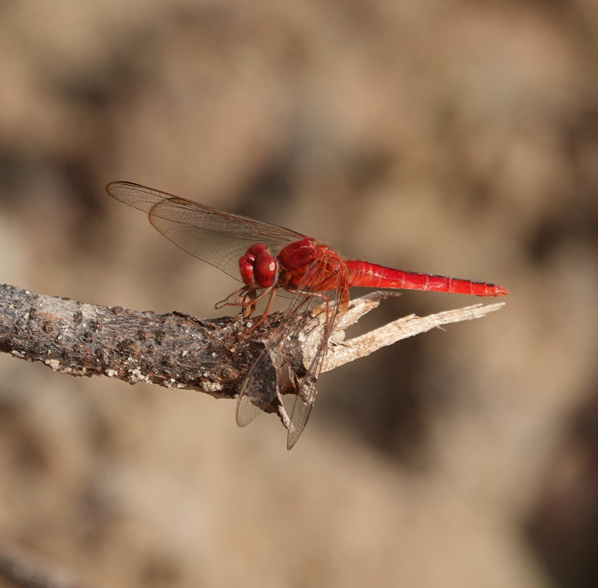 Scarlet Skimmer