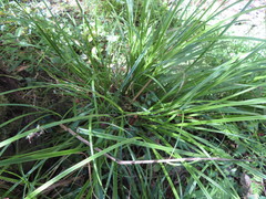 Carex lambertiana